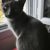 MEWTOO