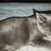 MEWTOO