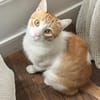 Miki