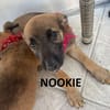 NOOKIE CHIOT FEMELLE