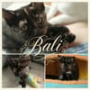BALI, BIBOU et BIPBIP cherchent une famille pour la vie