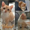 BALI, BIBOU et BIPBIP cherchent une famille pour la vie