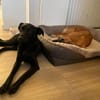 Lilith- sanfte junge Hündin, rundum verträglich