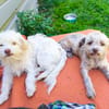 Bolonka ? Mischlingswelpen suchen neue Familie/n