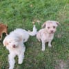 Bolonka ? Mischlingswelpen suchen neue Familie/n