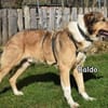 BALDO