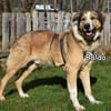 BALDO