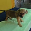 Robby, kleiner Welpe sucht neue Familie