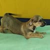 Robby, kleiner Welpe sucht neue Familie