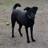 Mira - Junge Labrador-Mix-Hündin sucht einfühlsame Menschen