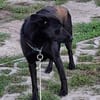 Mira - Junge Labrador-Mix-Hündin sucht einfühlsame Menschen