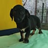 Dolly, zarter Welpe sucht neue Familie