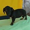 Dolly, zarter Welpe sucht neue Familie