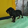 Dolly, zarter Welpe sucht neue Familie
