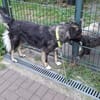Traumhündin Sarah sucht ihr Für immer Zuhause
