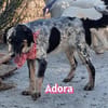 Adora - verschmust, sensibel, sozial