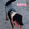 Adora - verschmust, sensibel, sozial