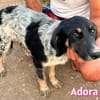 Adora - verschmust, sensibel, sozial