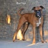 BURTON