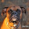 BURTON