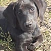 Kleiner Norman sucht seine Familie