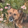 Kali - ein hübscher Quatschkopf