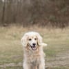 Ricki- ein stiller Herzenshund sucht sein Zuhause