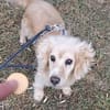 Ricki- ein stiller Herzenshund sucht sein Zuhause