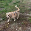 Ricki- ein stiller Herzenshund sucht sein Zuhause