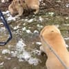 Ricki- ein stiller Herzenshund sucht sein Zuhause