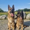 Toller Chico sucht dringend ein neues Zuhause