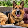 Toller Chico sucht dringend ein neues Zuhause
