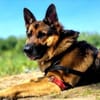 Toller Chico sucht dringend ein neues Zuhause