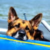Toller Chico sucht dringend ein neues Zuhause