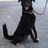 Freundlicher Levi sucht seine Familie