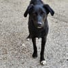 Freundlicher Levi sucht seine Familie