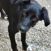 Freundlicher Levi sucht seine Familie