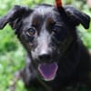 Freundlicher Levi sucht seine Familie