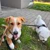 Kai-Kleiner rundum freundlicher Rüde, 8 Monate alt