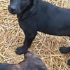Tina sucht ein warmes Körbchen