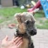 🐾 Josy sucht ihr Zuhause 🏡❤