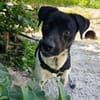 Benito sucht dringend Familienanschluß