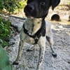 Benito sucht dringend Familienanschluß