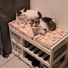 Lily & Milo suchen gemeinsam ein Zuhause