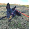 🐾 Ria sucht ihre Menschen