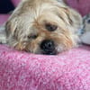 kleines Kuschelmonster sucht sein großes Glück!