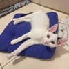 🐾Eddie sucht sein Glück auf seiner Pflegestelle🐾