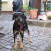 sanfte Hündin Aisa sucht ihr großes Glück