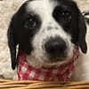 Der süße kleine Schatz sucht ein Zuhause