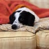 Der süße kleine Schatz sucht ein Zuhause
